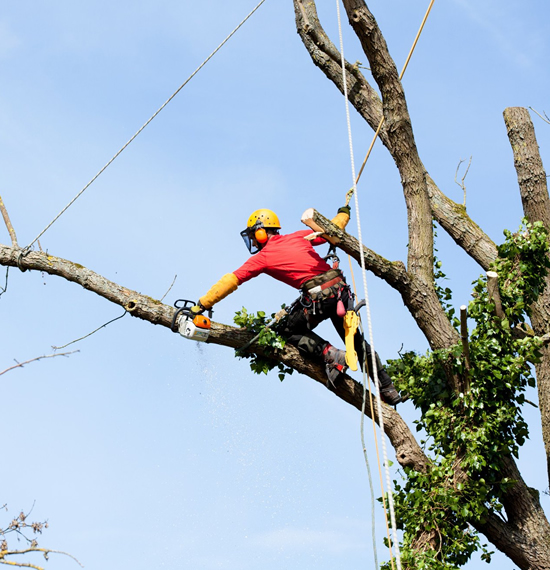 Poda de árboles en altura en Caracas