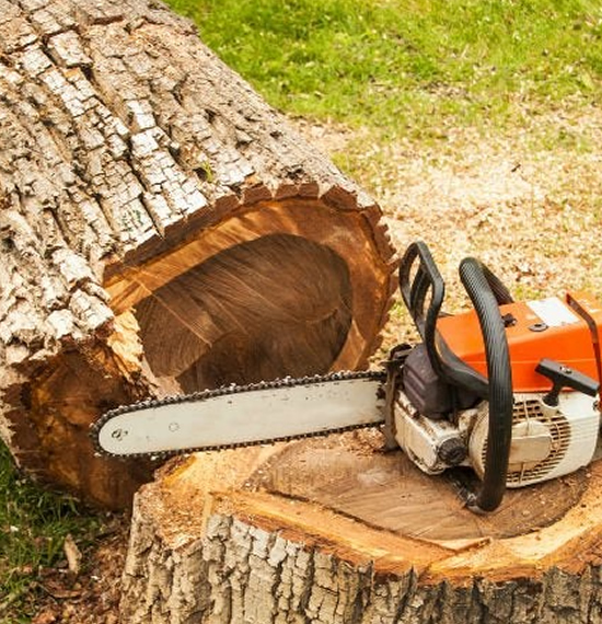 Tala de árboles en altura en Caracas